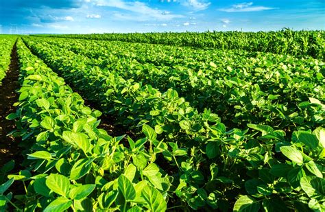 Brazil's 2017/18 soybean crop seen second-biggest in history - AGCanada - AGCanada