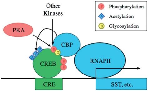 cAMP-response element binding protein (CREB) Regulation. CREB is a...