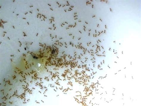 Small Ants In Kitchen Sink di 2020 | Hidup sehat, Kesehatan