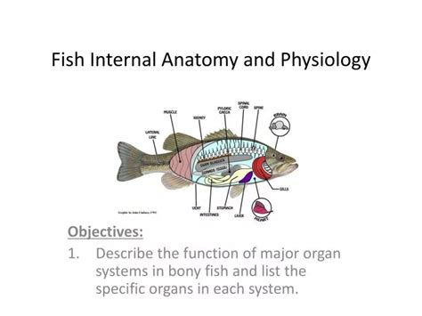 PPT - Fish Internal Anatomy and Physiology PowerPoint Presentation - ID:984620