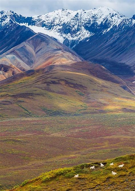 Denali National Park Tour & Vacations: Experience a Wild Frontier