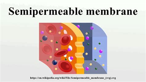 Semipermeable membrane - YouTube