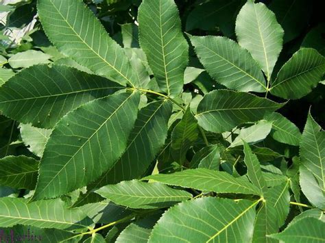 hickory tree leaves and nuts - Flossie Flagg