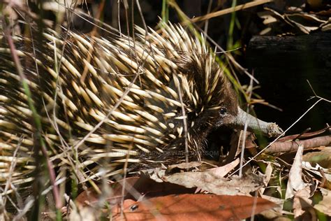 Echidna by ribbonworm on DeviantArt