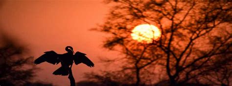 Bharatpur Bird Sanctuary: Your Perfect Date With Nature