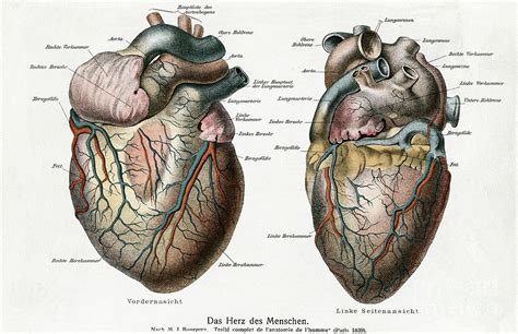 Two Diagrams Of The Human Heart by Bettmann