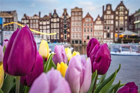 Tulip Festival Amsterdam 2024 Tickets - Fran Melantha