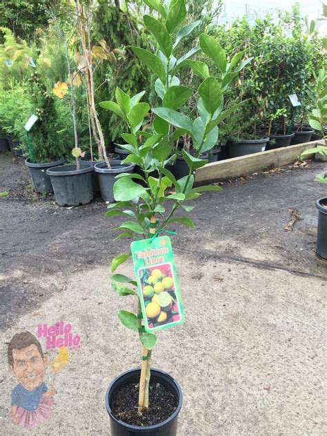 Dwarf Tahitian Lime Tree 8" Pot - Hello Hello Plants & Garden Supplies