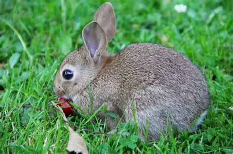 Can Rabbits Eat Strawberries? | Hutch and Cage