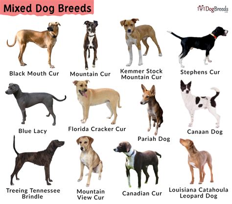 Breeds Are Mountain Curs Hypoallergenic