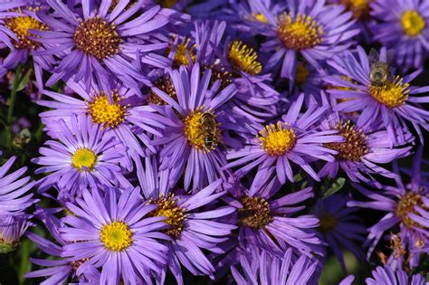 Purple Asters