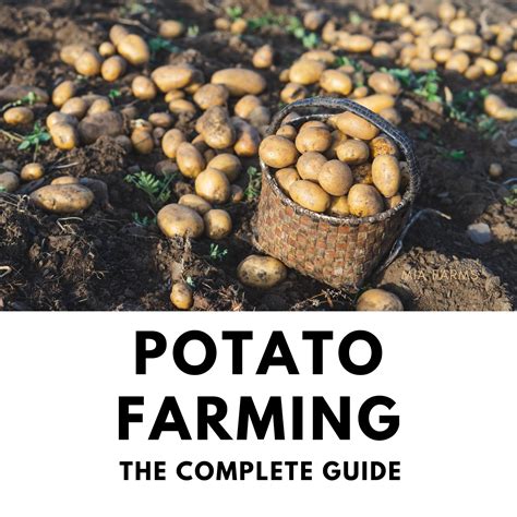 POTATO FARMING - THE COMPLETE GUIDE - FelixAbeShop