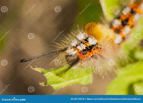 Colorful caterpillar stock photo. Image of insect, nature - 20772010