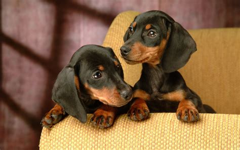 Dachshund Puppies Wallpaper - WallpaperSafari