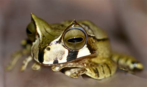 horned marsupial frog | Amphibian Rescue and Conservation Project