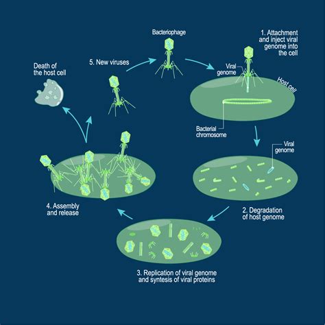 Understanding the Lytic Cycle – What Are the Steps? | Technology Networks