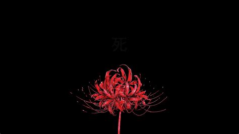 Red Spider Lily Wallpapers - Wallpaper Cave