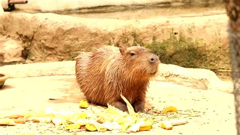 Capybara At The Toronto Zoo, Ontario, Canada. The Capybara ...