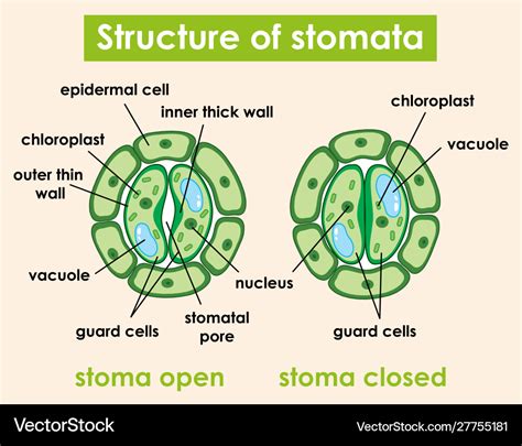 Diagram showing structure stomata Royalty Free Vector Image