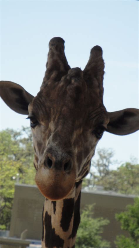 Tampa Zoo | Tampa zoo, Animals, Zoo