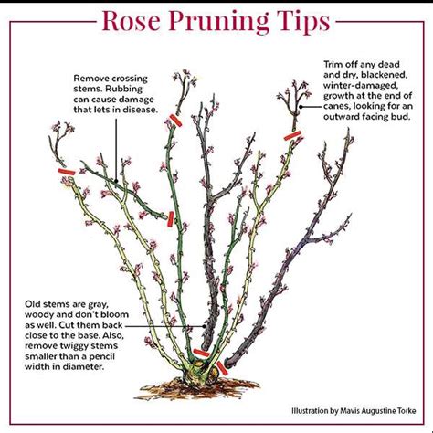 Rose Stems Care: Pruning And More | Everything You Need To Know - [Updated November 2024 ]