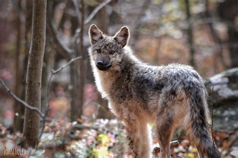 April 7: Predator Mammals in the Great Swamp | Friends of the Great Swamp