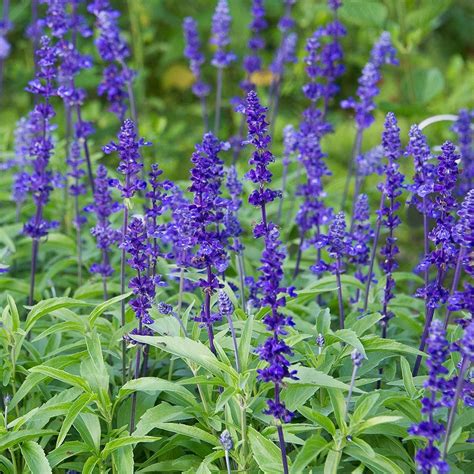Salvia farinacea 'Victoria Blue' | Backyard flowers garden, Salvia, Organic horticulture