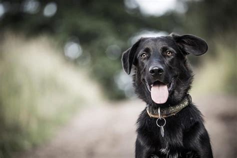 43+ Best Dog Food For Border Collie Lab Mix Photo - Bleumoonproductions