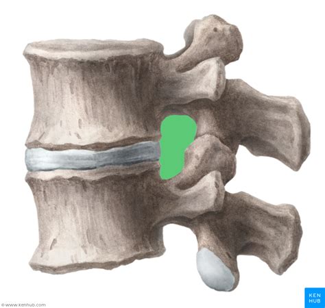 Level 3 - Skeletal Anatomy - Memrise