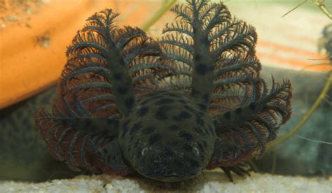 Meet the Reticulated Siren, Alabama's newest salamander, one of the biggest amphibians in the ...