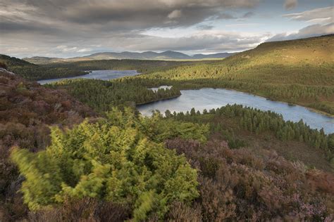 View over Rothiemurchus Forest in evening light, Scotland. – John D Burns