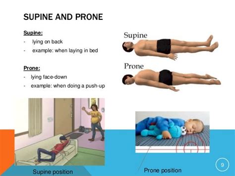 Example Of Lateral In Anatomy