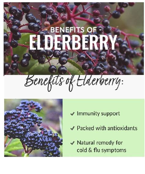 The Benefits of Elderberry A Natural Way to Boost Immunity