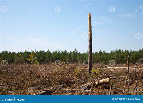 Tree Snag And Forest Clear Cut Stock Images - Image: 12906294