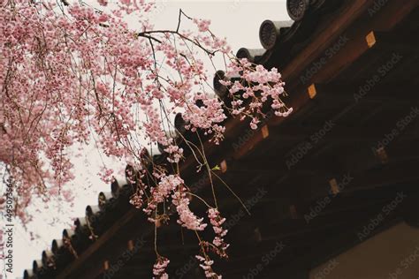 japan style cherry blossom Stock Photo | Adobe Stock