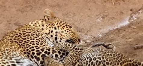 Difference Between Cheetah and Leopard Spots | Samsung Galaxy Blog