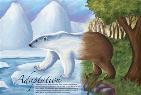 Adaptation - the polar bear by sweetmisery11 on DeviantArt