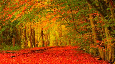 Autumn Wallpapers High Quality | Download Free