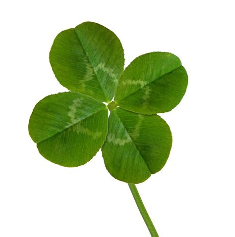 Four Leaf Clover Wallpapers - Wallpaper Cave