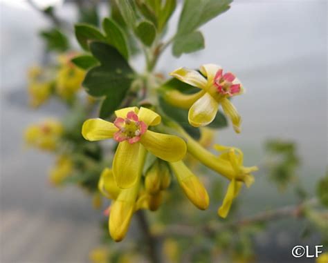 Ribes odoratum 'Crandall' | California Flora Nursery