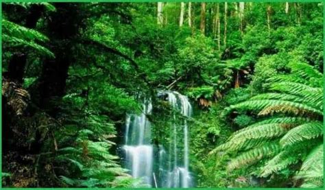 The Famous And Essential Names Of Forests In India | Пейзажи, Тропики, Натуральный