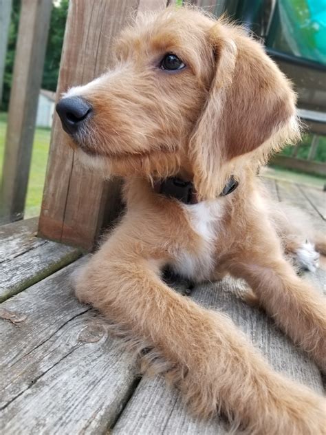 Labradoodle Puppies For Sale | South Bend, IN #308463