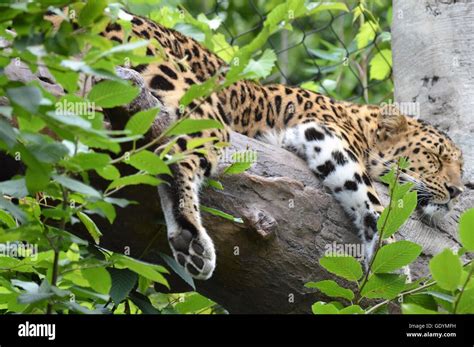 Leopard sleeping tree hi-res stock photography and images - Alamy