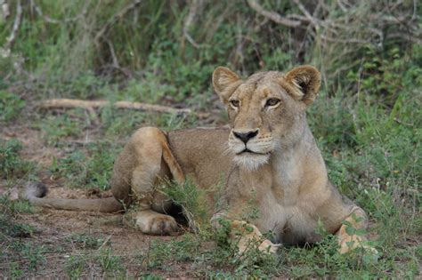 Madikwe Game Reserve - Safari Africa