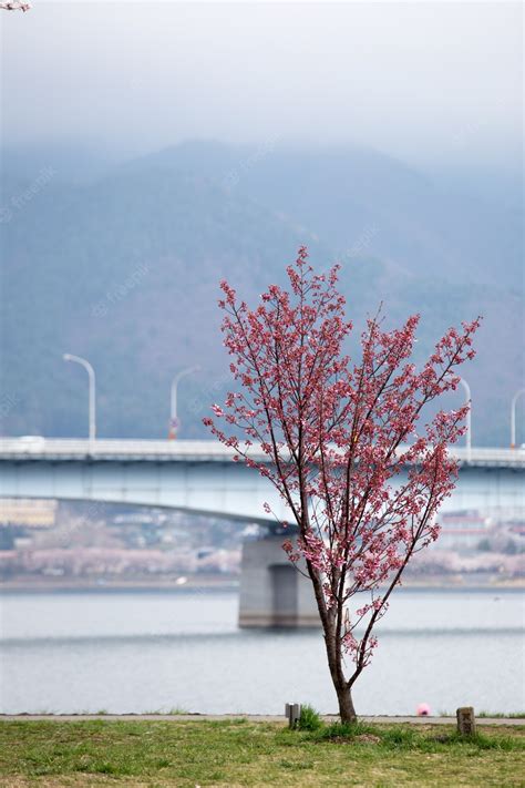 Premium Photo | Cherry blossom with bridge of lake kawaguchiko background