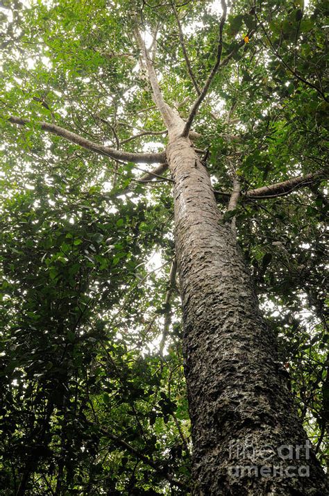 Agathis Borneensis Tree Photograph by Fletcher & Baylis - Fine Art America