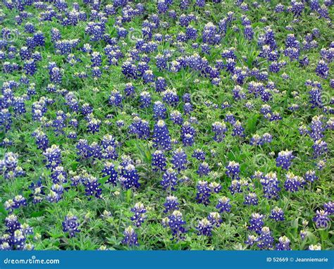 Field of Bluebonnets stock image. Image of flowers, blue - 52669