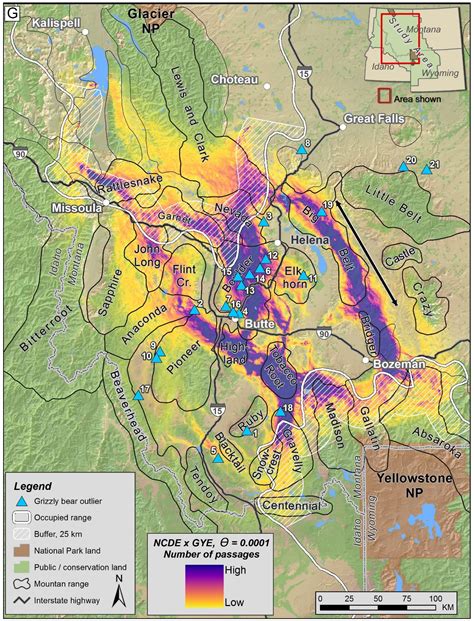 Grizzly Bear Tracking | Montana FWP