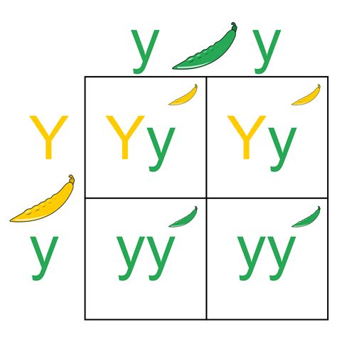 What does a Punnett square show us? | Socratic