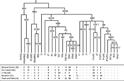 Phylogenetic tree of the Y-chromosome haplotypes and their percentage... | Download Scientific ...